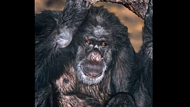 chimp 3.jpg
